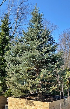 Ель колючая 'Kaibab' №09