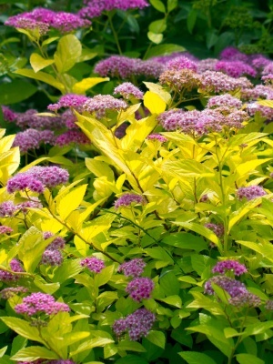 Спирея японская 'Goldmound'