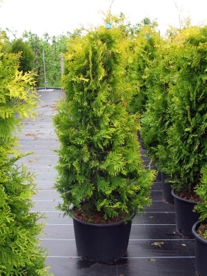 Туя западная 'Yellow Ribbon'