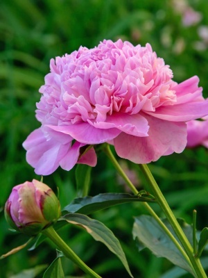 Пион травянистый 'Edulis Superba'
