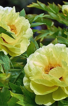 Пион Ито-гибрид 'Garden Treasure'