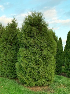 Туя западная 'Brabant'