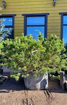 Сосна горная 'Mughus' №02 Солитер