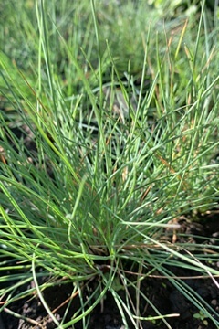 Мискантус китайский 'Red Chief'