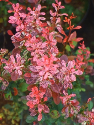 Барбарис Тунберга 'Rosy Rocket'