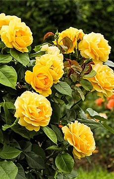 Роза миниатюрная 'Gold Symphonie'