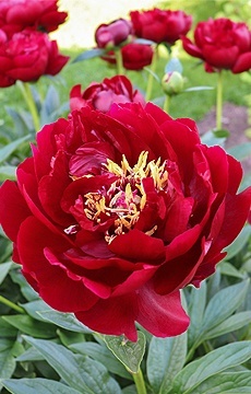 Пион Ито-гибрид 'Scarlet Heaven'