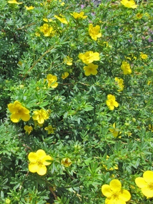 Лапчатка кустарниковая 'Goldstar'