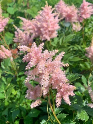 Астильба японская 'Europa'