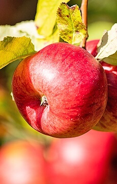 Яблоня 'Рождественское'