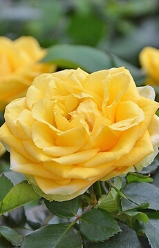 Роза Кордана