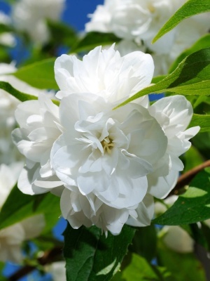 Чубушник Лемуана 'Virginal'