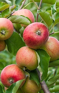 Яблоня 'Валюта'