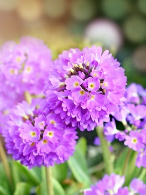 Примула мелкозубчатая