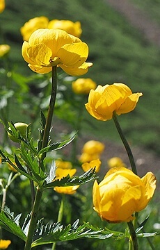 Купальница европейская