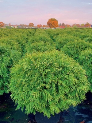 Туя западная 'Woodwardii'