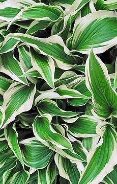 Хоста 'Proud Sentry'