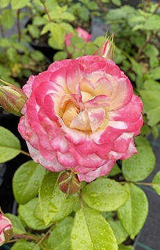 Роза флорибунда 'Laminuette'