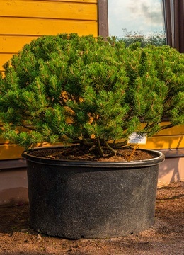 Сосна горная 'Mughus' №40 Ниваки