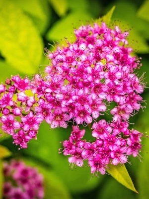 Спирея Бумальда