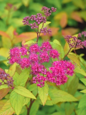 Спирея японская 'Goldflame'