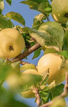 Яблоня 'Китайка Золотая'