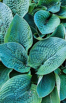 Хоста 'Big Daddy'