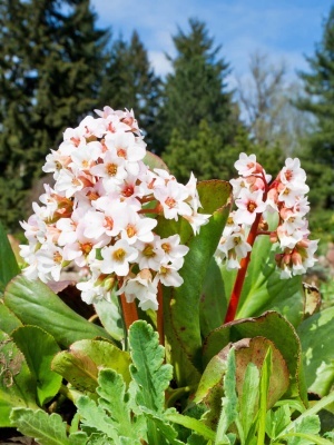 Бадан сердцелистный 'Bressingham White'