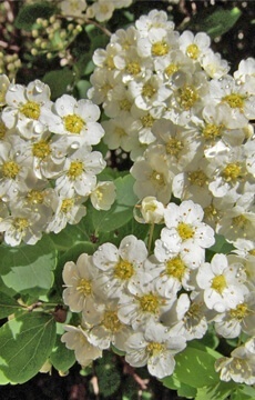 Спирея ниппонская 'Halward's Silver'