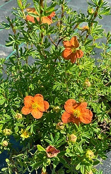 Лапчатка кустарниковая 'Marian Red Robin'