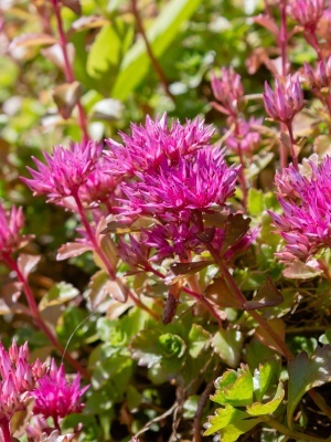 Седум ложный 'Roseum'