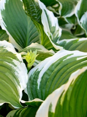 Хоста 'Albomarginata'