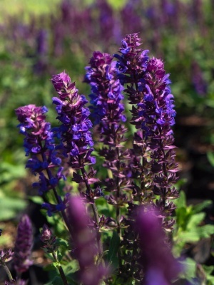 Шалфей дубравный