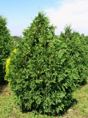 Туя западная 'Wareana'