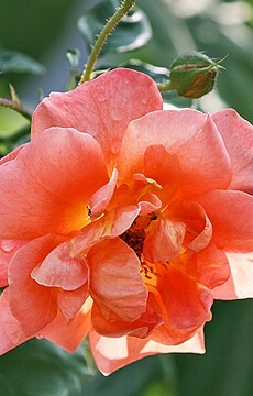 Роза чайно-гибридная 'Apricot'
