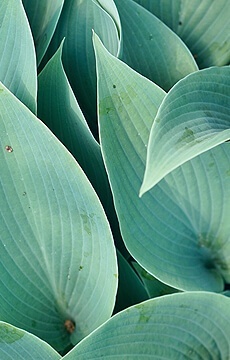 Хоста 'Halcyon'