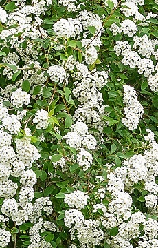 Спирея ниппонская 'Snowmound'