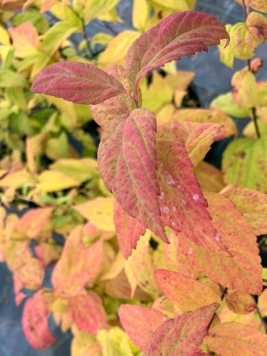 Спирея японская 'Macrophylla'