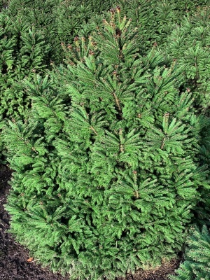 Ель обыкновенная 'Pygmaea'