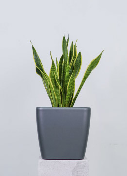 Сансевиерия Лауренти