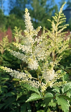 Астильба Арендса 'Weise Gloria'