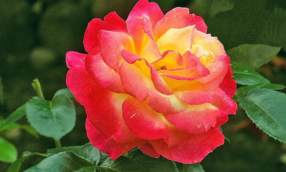 Роза флорибунда 'Pigalle 85' - саженцы из питомника Алексеевская Дубрава
