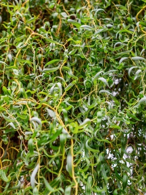 Ива извилистая