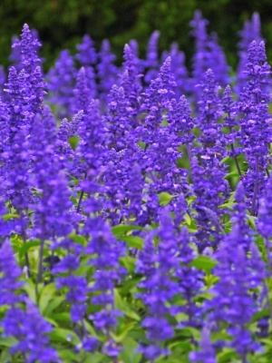 Шалфей дубравный 'New Dimension Blue'