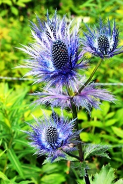 Синеголовник альпийский 'Blue star'