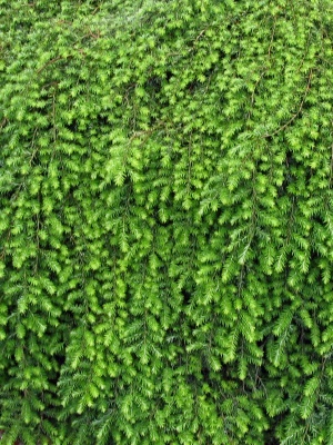 Тсуга канадская 'Jeddeloh'