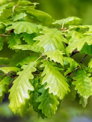 Дуб черешчатый