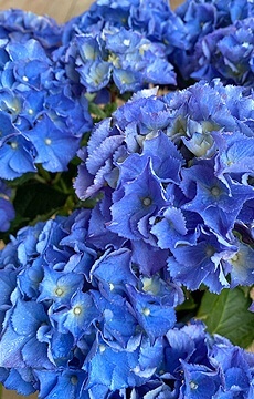 Гортензия крупнолистная 'Blue Ballad'