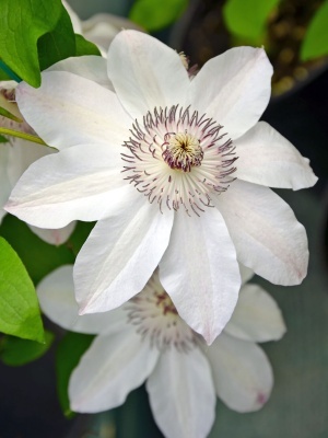 Клематис крупноцветковый 'Miss Bateman'