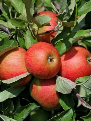 Яблоня 'Солнышко'